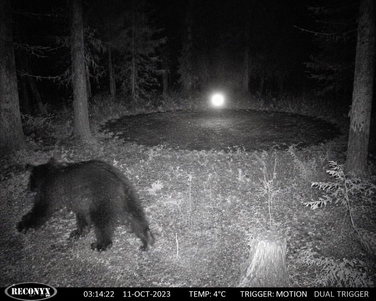 Paranormal Trail Camera Encounter - AI image template preview
