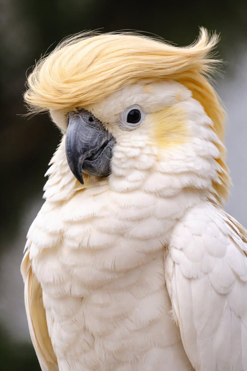Cockatoo with a Comb-Over - AI image template preview