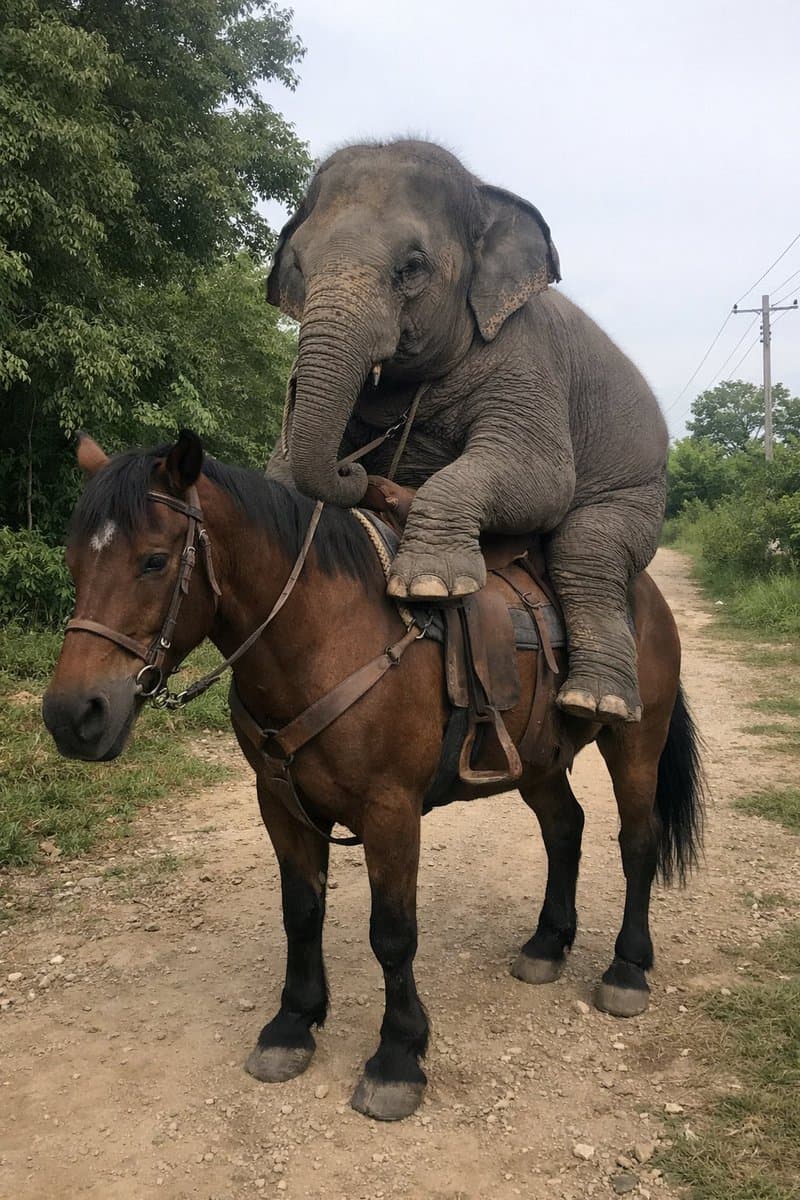 Elephant Riding a Horse - AI image template preview