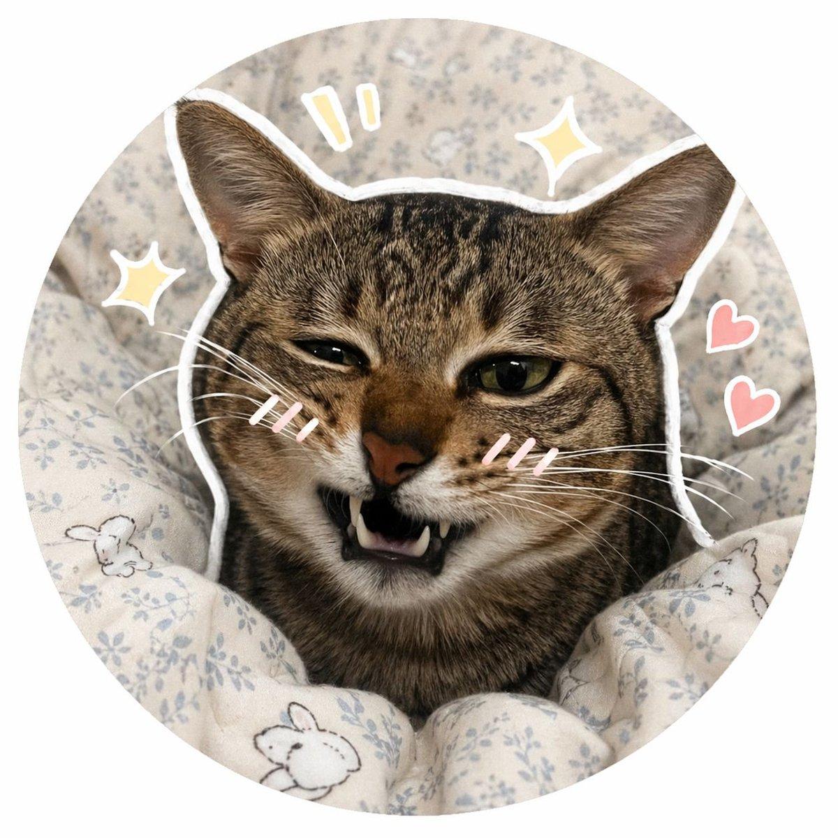 Social Media Pet Avatar Creator - AI image template preview