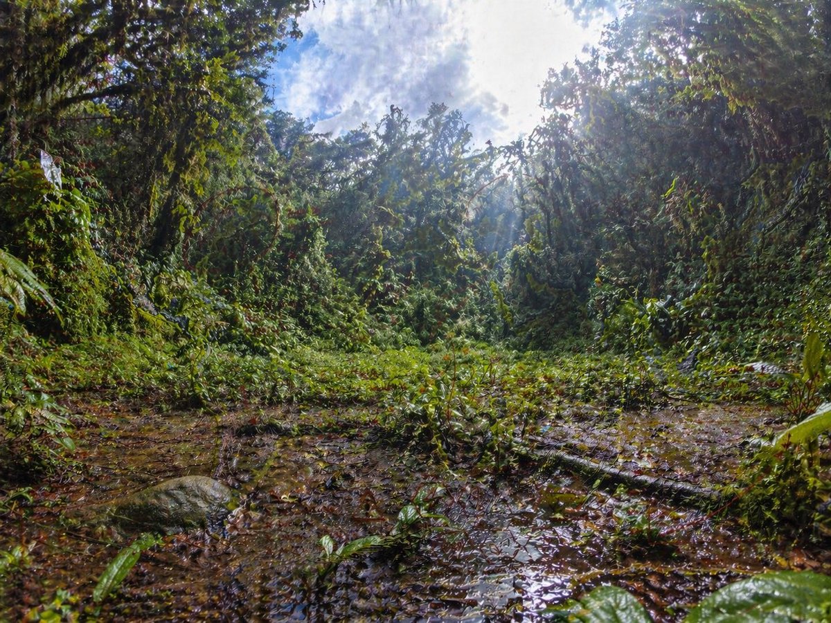 Rainforest Clearing with Speckle Artifacts - AI image template preview
