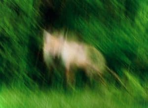 Blurred Deer in Green Forest - AI image template preview