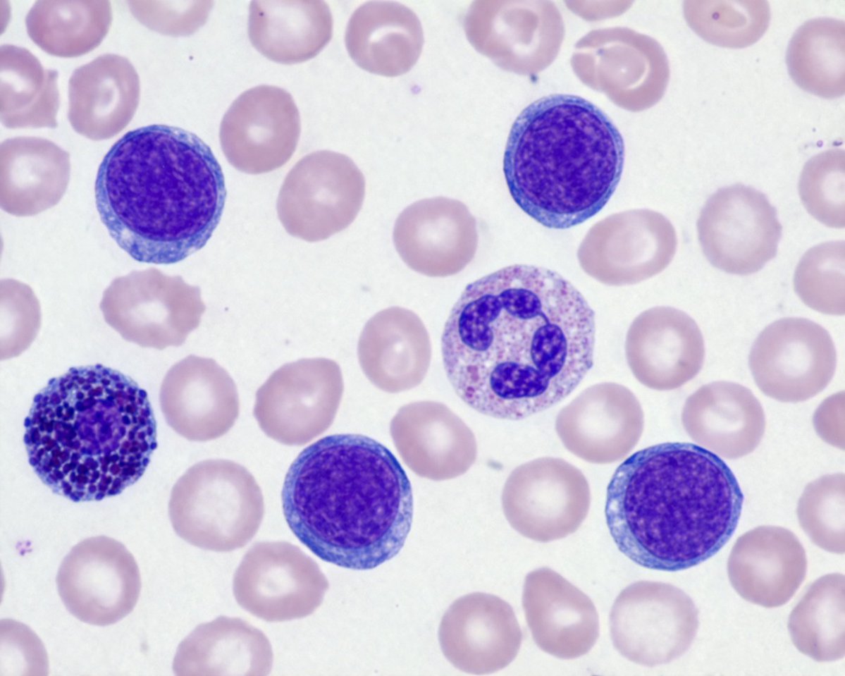 Biological Specimen Microscopy Prompt - AI image template preview