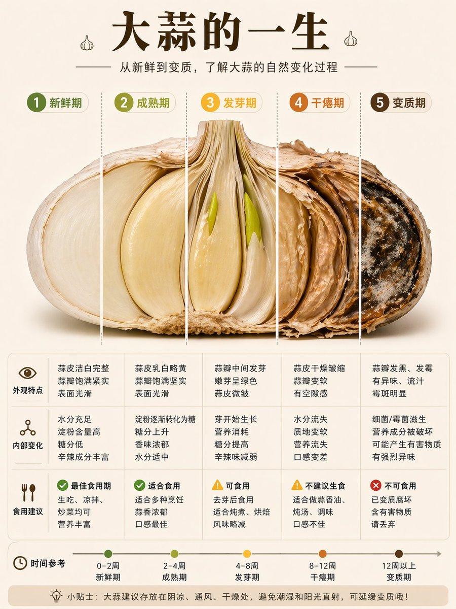 Garlic Life Cycle Infographic - AI image template preview