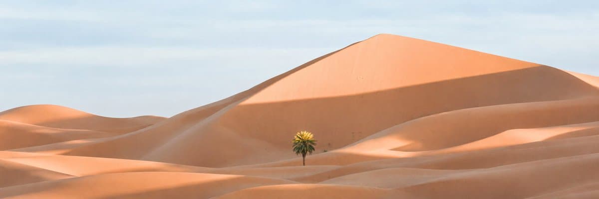 Ultra-Wide Desert Dunes With Lone Palm - AI image template preview