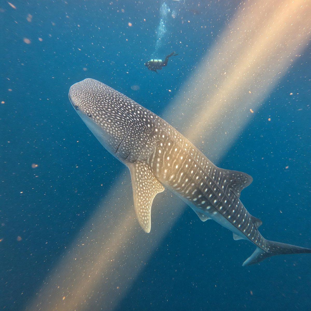Whale Shark in Sunbeam - AI image template preview