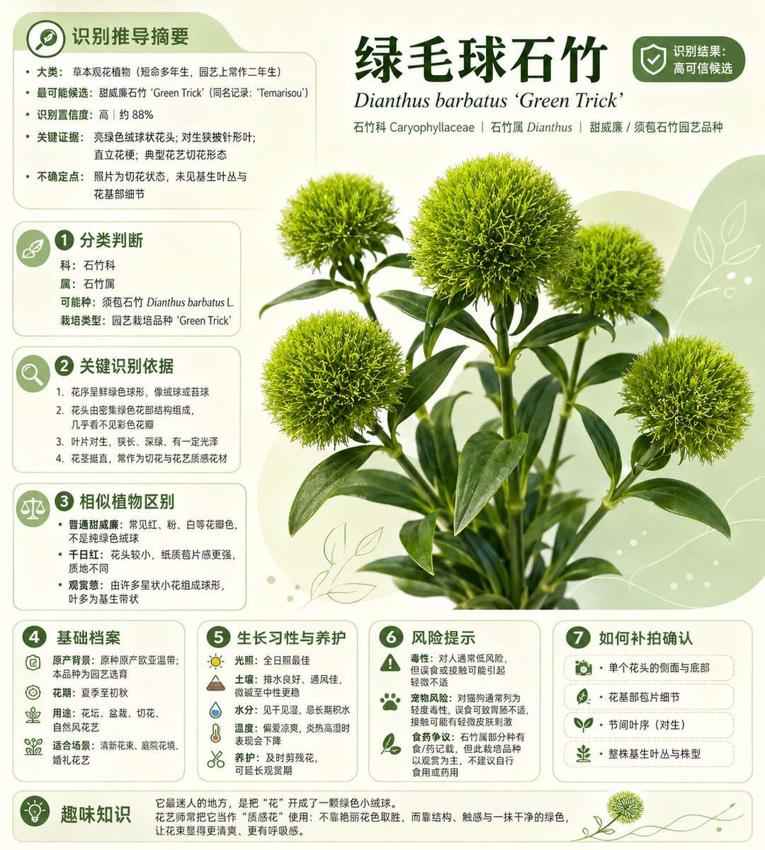 Chinese Plant ID Infographic - AI image template preview