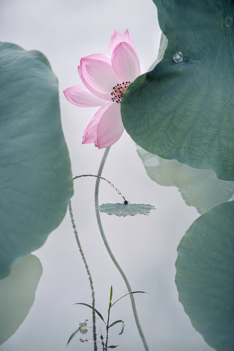 Cinematic Lotus Ancient Painting - AI image template preview