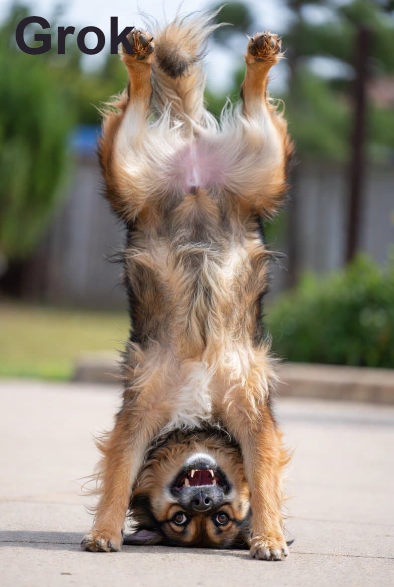 Humorous Dog Handstand Prompt - AI image template preview