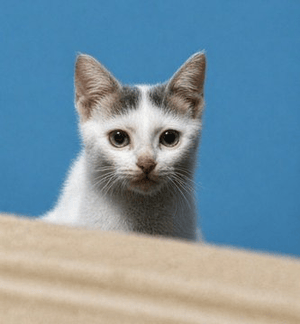 Cinematic Pet Photo Enhancer - AI image template preview