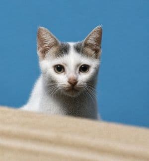 8K Photorealistic Pet Photo Restoration - AI image template preview