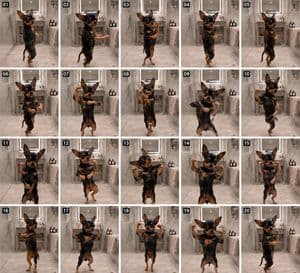 Dancing Chihuahua 20-Frame Contact Sheet preview