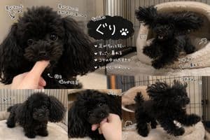 Cute Black Toy Poodle Collage preview