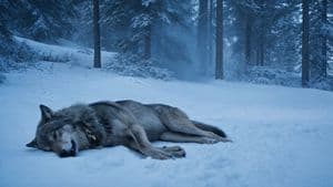 Fallen Wolf in Snowy Forest - AI image template preview