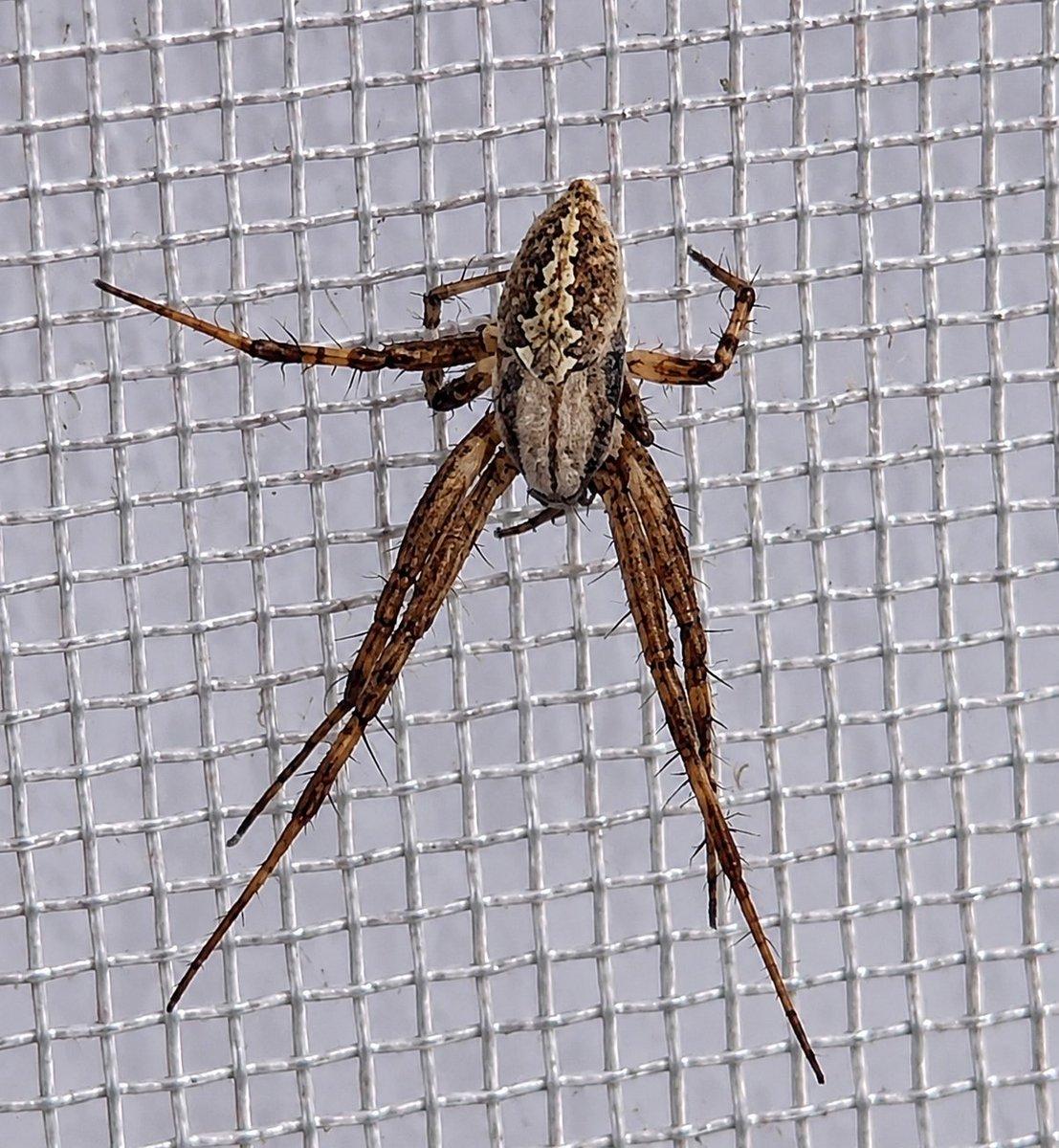 Enhanced Spider Macro Photo preview