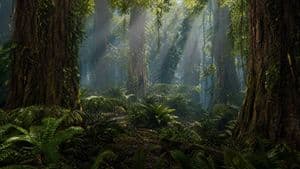 Prehistoric Redwood Jungle preview